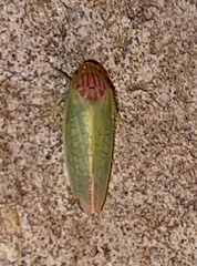 Gyponana octolineata