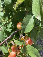 Prunus americana