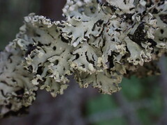Hypogymnia physodes