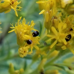 Phalacridae