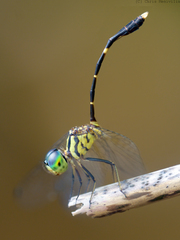 Nannophlebia eludens