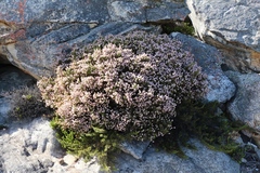 Erica petraea