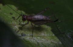 Anaxipha