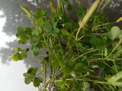 Oxalis dillenii