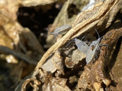 Anasa tristis