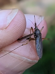 Psorophora ciliata