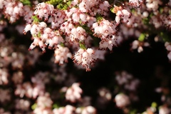 Erica petraea