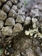 Lecanoromycetes