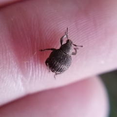 Pseudocneorhinus bifasciatus