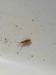 Entomobryidae