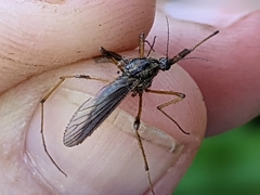 Psorophora ciliata