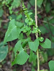 Fallopia cilinodis