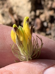 Cordylanthus wrightii