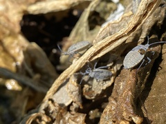 Anasa tristis