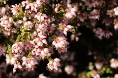 Erica petraea