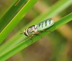 Stratiomyini