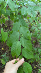 Carpinus caroliniana