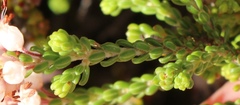 Erica petraea