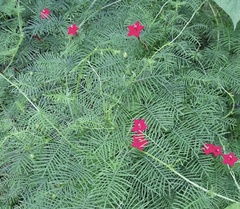 Ipomoea quamoclit