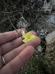 Haplophyton crooksii