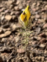 Cordylanthus wrightii