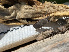 Anasa tristis
