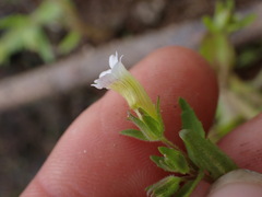 Gratiola neglecta