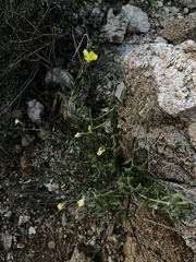 Haplophyton crooksii