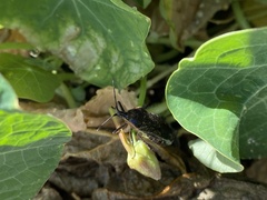 Anasa tristis