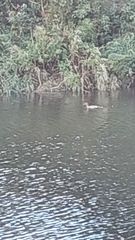 Mergus merganser merganser