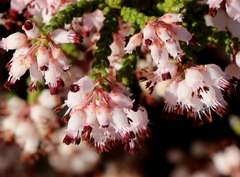 Erica petraea