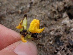 Utricularia macrorhiza