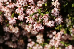 Erica petraea