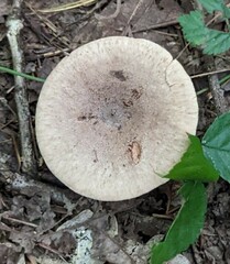 Lactarius quietus
