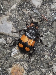 Nicrophorus vespilloides