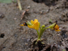 Utricularia macrorhiza