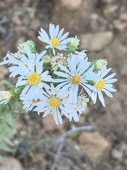 Symphyotrichum falcatum