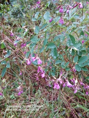 Lespedeza frutescens
