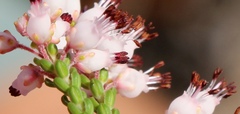Erica petraea