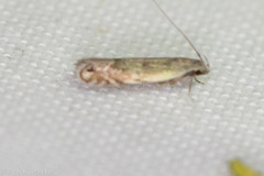 Battaristis nigratomella