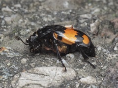 Nicrophorus vespilloides