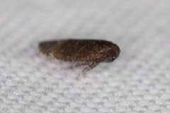 Opsiplanon luella