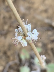Eriogonum racemosum