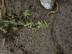 Callitriche palustris