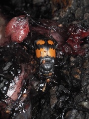 Nicrophorus vespilloides