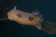 Diaulula sandiegensis