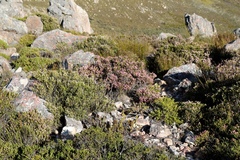 Erica petraea