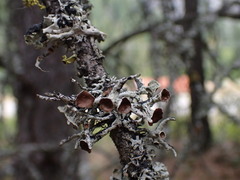 Hypogymnia imshaugii