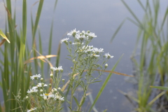 Symphyotrichum lanceolatum