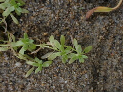 Callitriche palustris